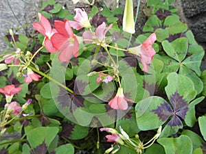 Oxalis tetraphylla,  its syn. O. deppei, is a bulbous plant from Mexico.