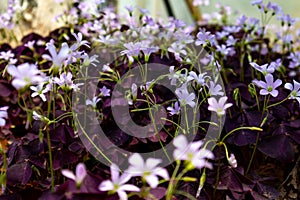 Oxalis triangularis-Blooming wildflowers