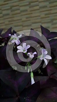 Oxalis triangularis or butterfly flower