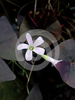 Oxalis Triangularis or Butterfly Tree