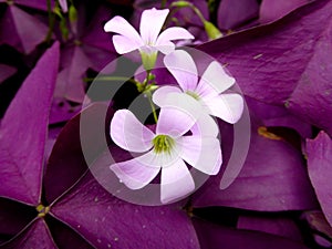 Oxalis triangularis flowers blooming