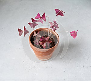 Oxalis triangularis house plant in terracotta pot on desk