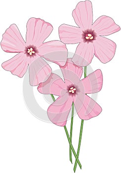 Oxalis Vector Illustration