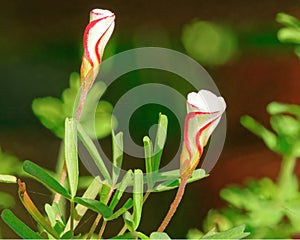 Oxalis Versicolour, BarberÃ¢â¬â¢s Pole plant in flower photo