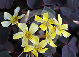 Vivid Yellow Oxalis Bronze-veined Flowers photo