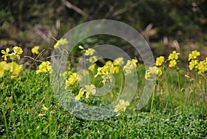 Oxalis Weed, Killer of the lawn, Yellow flowers