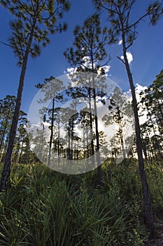 Oxbow eco-center, Fort Pierce, Florida