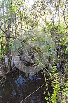 Oxbow eco-center, Fort Pierce, Florida