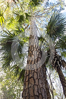 Oxbow eco-center, Fort Pierce, Florida