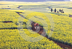 Oxcart in the seed field