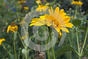 Oxe eye Heliopsis scabra grows in summer garden. Bright yellow flower on blured green background