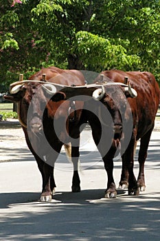 Oxen