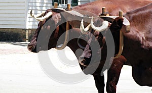 Oxen
