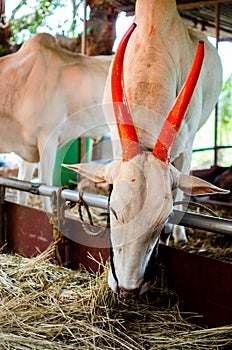 Oxen Bullock Tied to A Rope