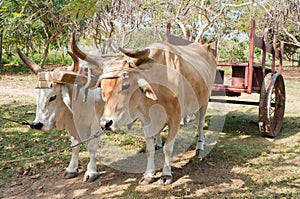 Oxen in Cuban Farm photo