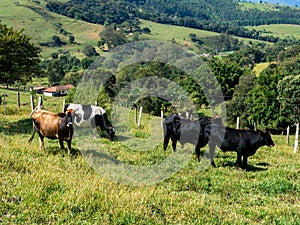 Oxen on green pasture bulls livestock - cattle raising