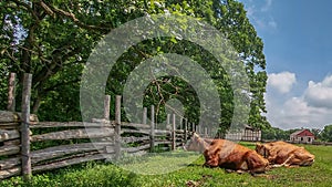 Oxen Laying in Grass by Fence photo