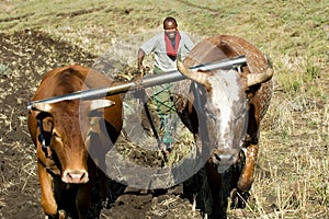 Oxen and plough