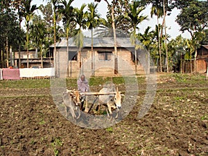 Oxen Plowing in India