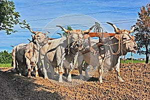 Oxen that pull the plow photo