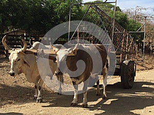 Oxen pulling farm cart