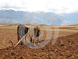 Oxen pulling plow in field