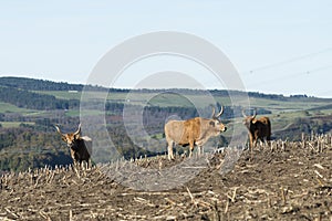 Oxenwith big horns grazing in Fonsagrada Spain