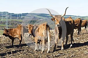 Oxenwith big horns grazing in Fonsagrada Spain