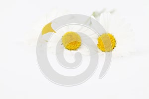 Oxeye daisies