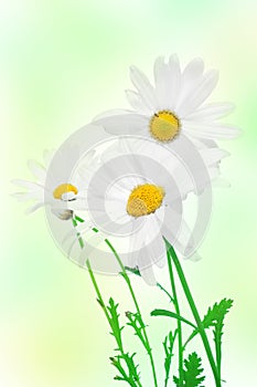 Oxeye daisies