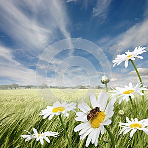 Oxeye Daisies