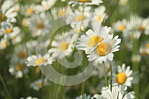 Oxeye daisies