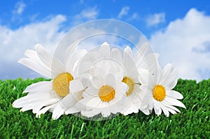 Oxeye daisies on the grass