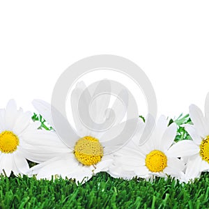 Oxeye daisies on the grass