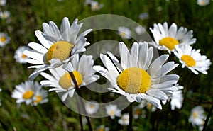 Oxeye daisies in Montana