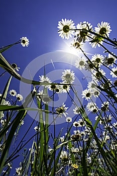 Oxeye daisies - point of view