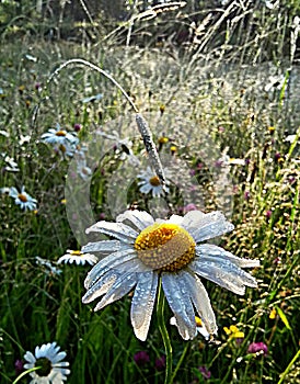 Oxeye daisy