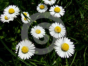 Oxeye daisy photo