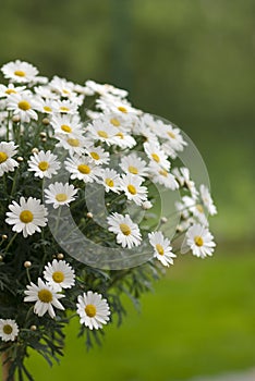 Oxeye daisy photo