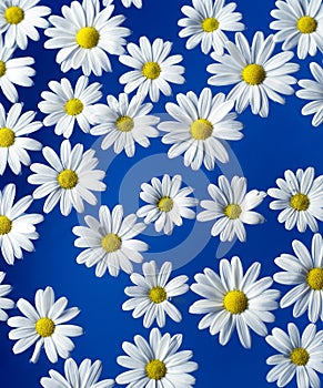 Oxeye Daisy