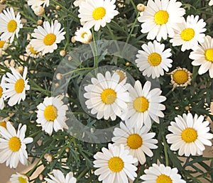 Oxeye daisy