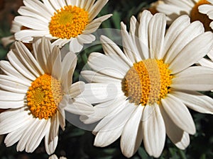 Oxeye daisy