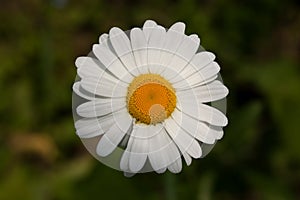 Oxeye daisy