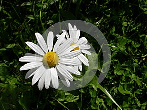 Oxeye daisy photo