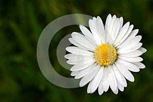 Oxeye daisy photo