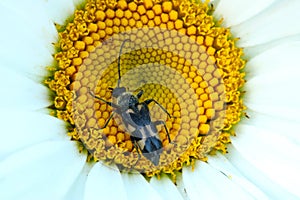 Oxeye Daisy Beetle Insect 01