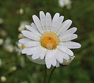 Oxeye Daisy Blossom and petals in the rain with raindrops and green background