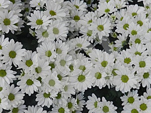 Oxeye daisy flower background photo
