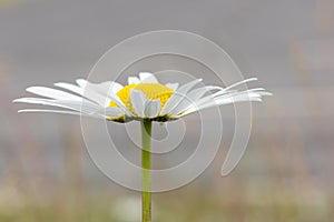 Oxeye Daisy Flower Close Up