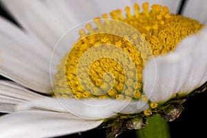 Oxeye Daisy Flower head